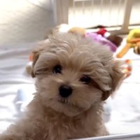 キラキラで、つぶらな瞳