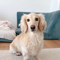 おすわり