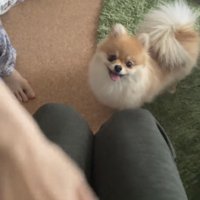 手元を見つめる犬