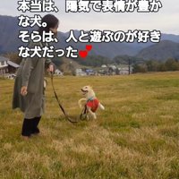 走りながら、飼い主を笑顔で見上げる犬