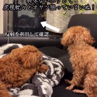 窓の反射を利用してる…！！