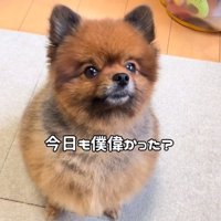 飼い主さんを見上げるトムくん