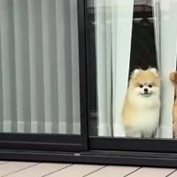 アイドルみたいなふわきゅる犬