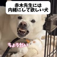 ぬいぐるみを抱えて怒る犬