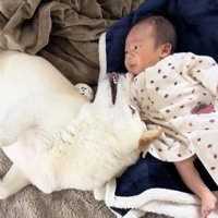 お腹を見せる犬