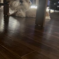 伏せてまったり