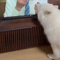 おにぎり