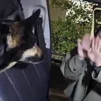 向き合う犬と人