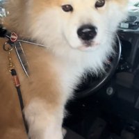 座ったまま見つめる犬