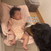 赤ちゃんを優しく舐める犬