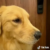 考えるハッピーちゃん