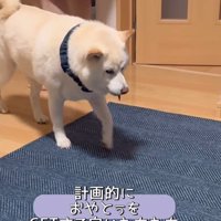 何かをお願いしに来たごん太くん⑩