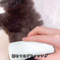 ブラッシングされている犬