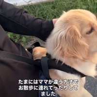 抱っこ紐でお散歩する大型犬