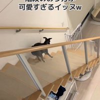 ぴょこぴょこ♪