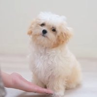 おすわりするぽぬちゃん