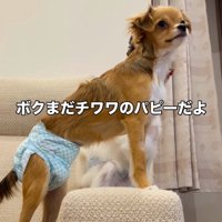 生後6ヶ月の小型犬