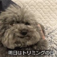 ボサボサ犬をトリミング
