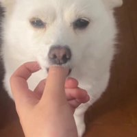 まさかのおしゃぶり！？