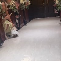 座り込むチワワ