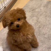 子犬のあられちゃん