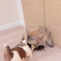 赤ちゃん犬と猫のふれあい6