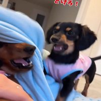 怒る犬