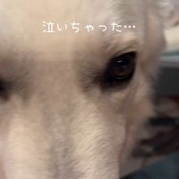 赤ちゃんが泣いた時のワンダくん4