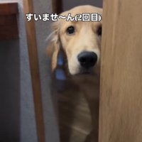 また覗きに来たロキくん