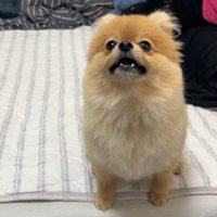 何かを訴えるむぎちゃん5