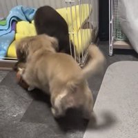 おもちゃを奪おうとする犬