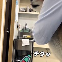 注射を打たれる犬