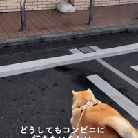 リードをグイグイ