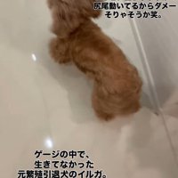 だるまさんがころんだ！