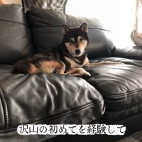 ソファの上でくつろぐ老犬