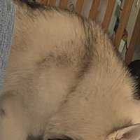 水の皿を設置し忘れて…