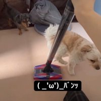 後ろ足を上げるモルくん