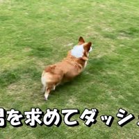 お庭に飛び出してダッシュ