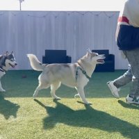 2匹揃ってついてきます♪