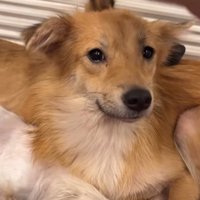 保護施設にいた時の犬