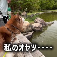 鯉に餌をあげた時のたこやきちゃん9