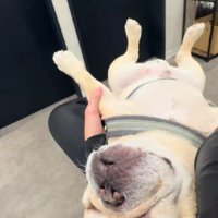 待合室で待機するイブちゃん