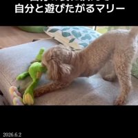 オモチャで遊ぶ小型犬