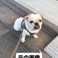 みやびちゃんを馬に加工2