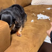 隠れるまるちゃん