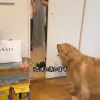 部屋のドアを閉める男性を見つめる犬