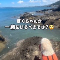 沖で遊んでいる女性を、岩礁から見つめる犬