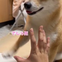 返事をするはなちゃん