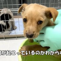 震えるばかり…