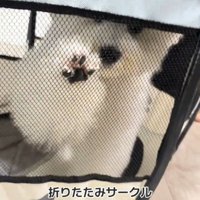 メッシュに前脚を押し付ける犬
